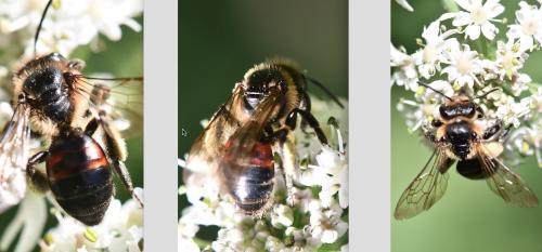 Andrena rosae